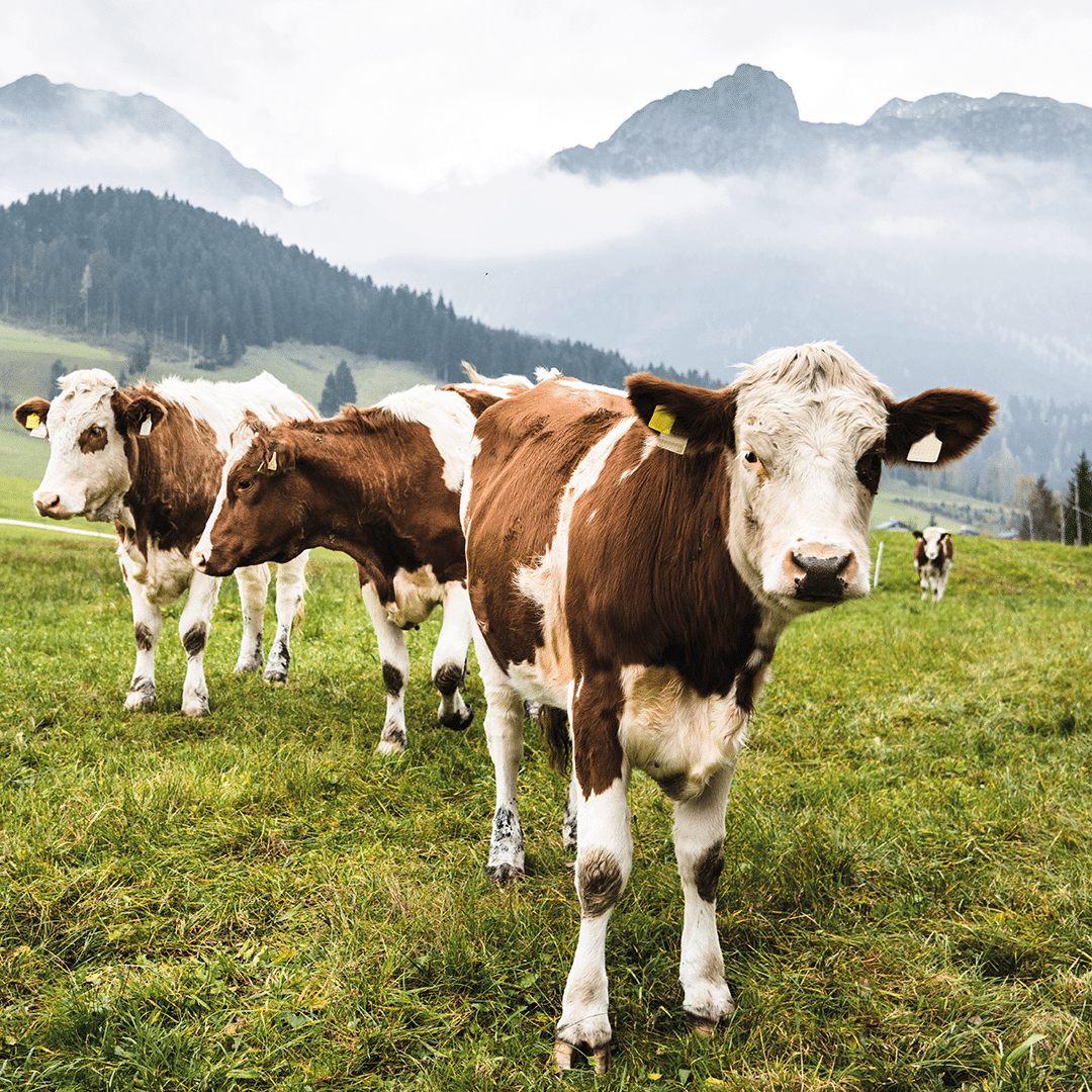 Kühe auf einer Weide